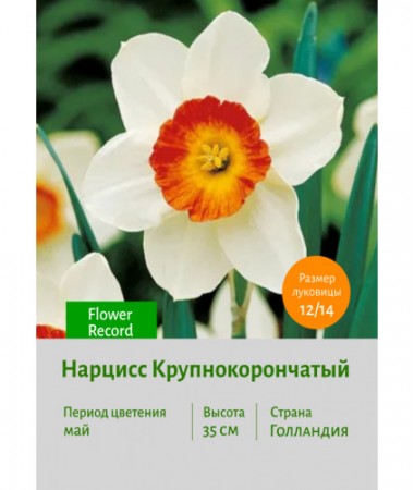 Нарцисс Крупнокорончатый Flower Record