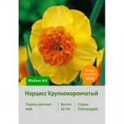 Нарцисс Крупнокорончатый Modern Art