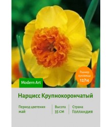 Нарцисс Крупнокорончатый Modern Art