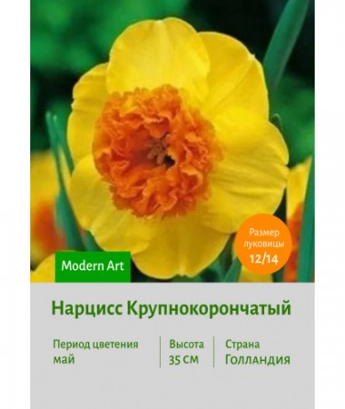 Нарцисс Крупнокорончатый Modern Art