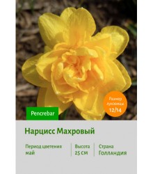 Нарцисс Махровый Pencrebar