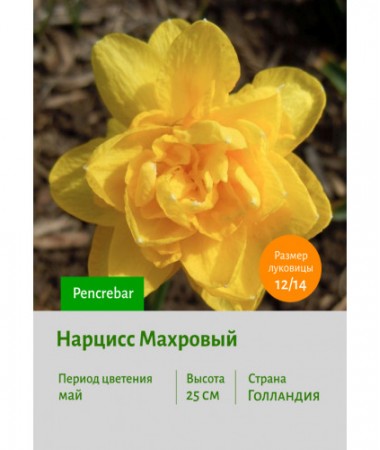 Нарцисс Махровый Pencrebar