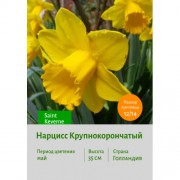Нарцисс Крупнокорончатый Saint Keverne