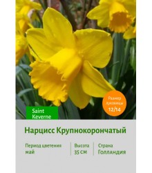 Нарцисс Крупнокорончатый Saint Keverne
