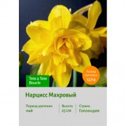 Нарцисс Махровый Tete a Tete Boucle