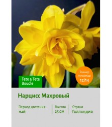 Нарцисс Махровый Tete a Tete Boucle