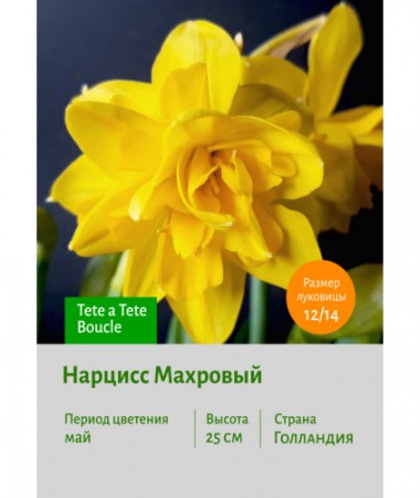 Нарцисс Махровый Tete a Tete Boucle