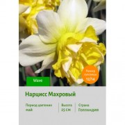 Нарцисс Махровый Wave