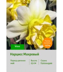 Нарцисс Махровый Wave