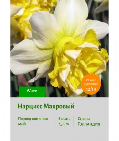 Нарцисс Махровый Wave