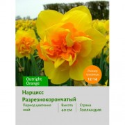 Нарцисс Разрезнокорончатый Outright Orange