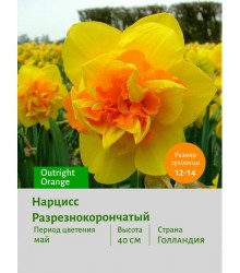 Нарцисс Разрезнокорончатый Outright Orange