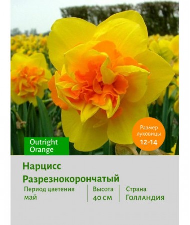 Нарцисс Разрезнокорончатый Outright Orange