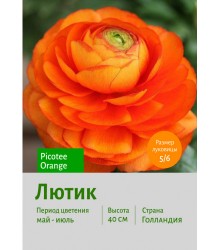 Лютик Picotee Orange