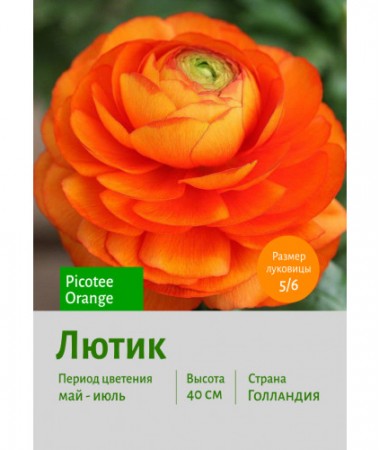 Лютик Picotee Orange