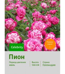 Пион Celebrity