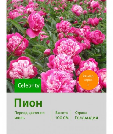 Пион Celebrity