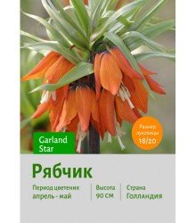 Рябчик Garland Star