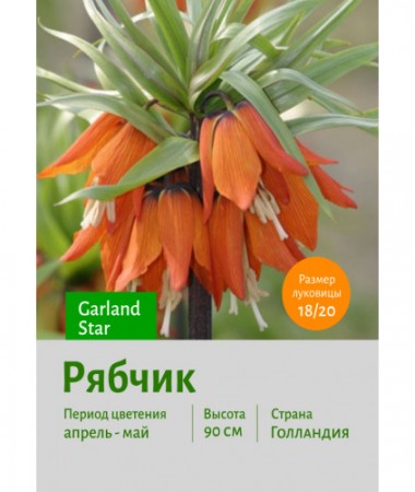 Рябчик Garland Star