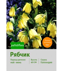 Рябчик pallidiflora