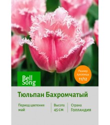 Тюльпан Бахромчатый Bell Song