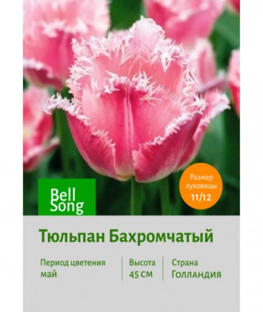 Тюльпан Бахромчатый Bell Song