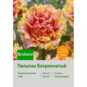 Тюльпан Бахромчатый Brisbane
