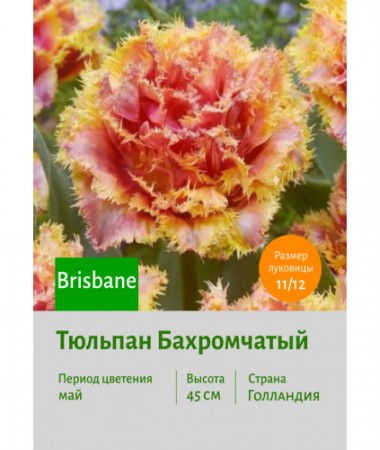 Тюльпан Бахромчатый Brisbane