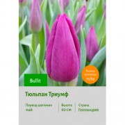 Тюльпан Триумф Bullit