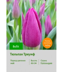 Тюльпан Триумф Bullit