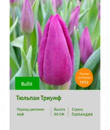 Тюльпан Триумф Bullit