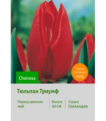 Тюльпан Триумф Cheirosa