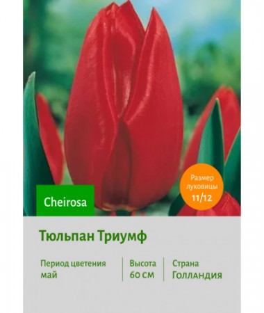Тюльпан Триумф Cheirosa
