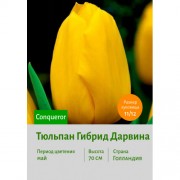 Тюльпан Гибрид Дарвина Conqueror