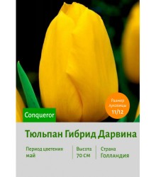 Тюльпан Гибрид Дарвина Conqueror