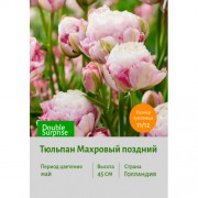 Тюльпан Махровый поздний Double Surprise