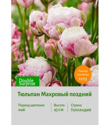 Тюльпан Махровый поздний Double Surprise
