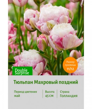 Тюльпан Махровый поздний Double Surprise