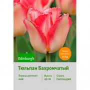 Тюльпан Бахромчатый Edinburgh