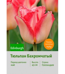 Тюльпан Бахромчатый Edinburgh