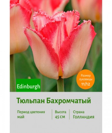 Тюльпан Бахромчатый Edinburgh