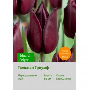 Тюльпан Триумф Eduard Pelger