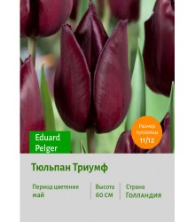 Тюльпан Триумф Eduard Pelger