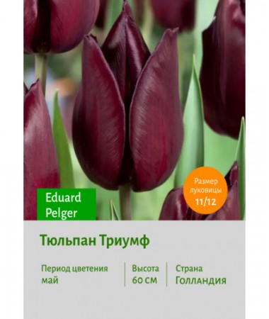Тюльпан Триумф Eduard Pelger
