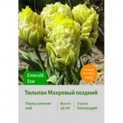 Тюльпан Махровый поздний Emerald Star
