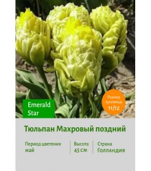 Тюльпан Махровый поздний Emerald Star