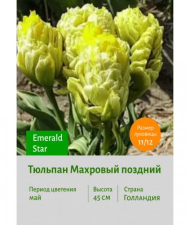 Тюльпан Махровый поздний Emerald Star