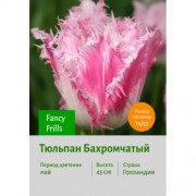 Тюльпан Бахромчатый Fancy Frills