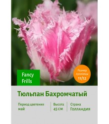Тюльпан Бахромчатый Fancy Frills