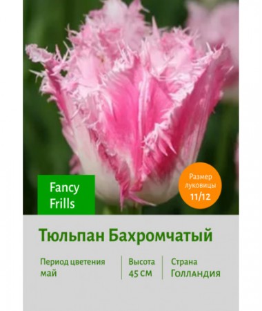 Тюльпан Бахромчатый Fancy Frills